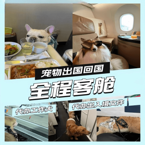普陀区宠物托运到白俄罗斯宠物入境规定和要求