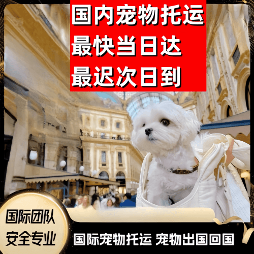 普陀区到澳大利亚（澳洲）宠物入境规定和要求